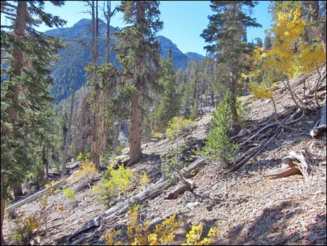 Old Bristlecone Trail