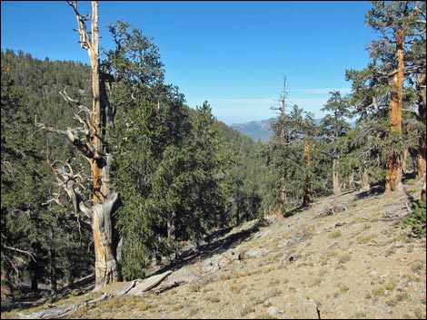 Old Bristlecone Trail