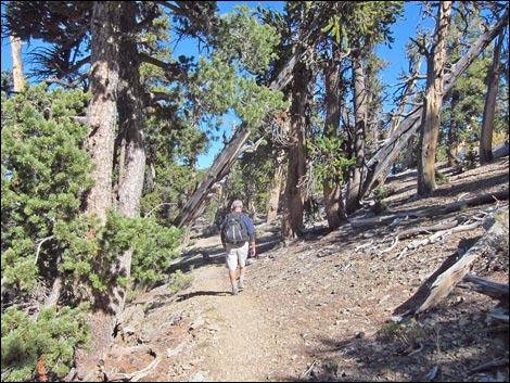 Old Bristlecone Trail