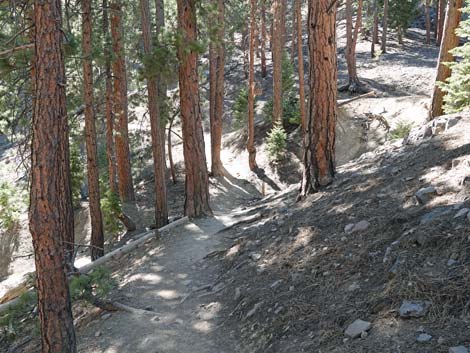 Cathedral Rock Trail