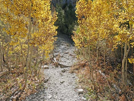 Cathedral Rock Trail