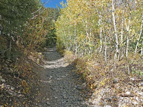 Cathedral Rock Trail