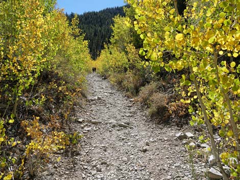 Cathedral Rock Trail