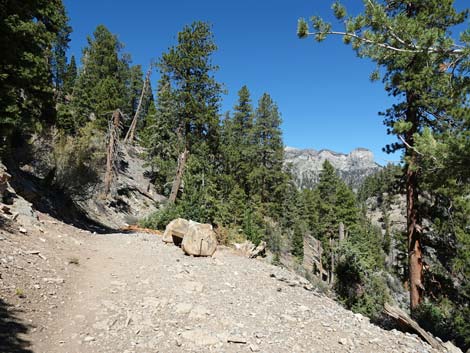 Cathedral Rock Trail