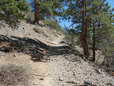 Cathedral Rock Trail