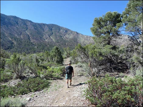 Eagle's Nest Loop Trail