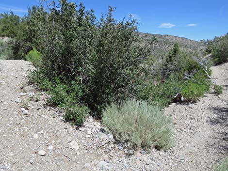 Escarpment Trail