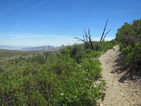 Escarpment Trail