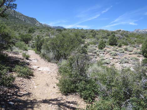 Escarpment Trail