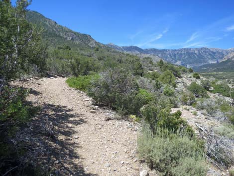 Escarpment Trail