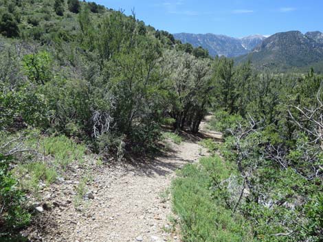 Escarpment Trail