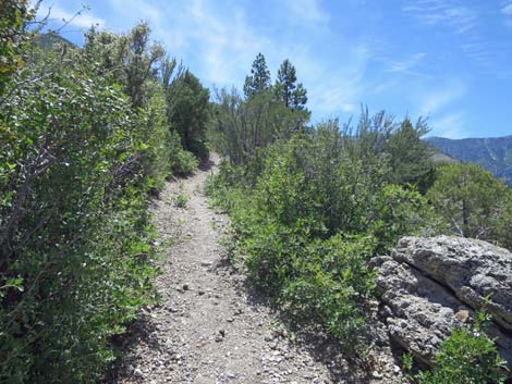 Escarpment Trail