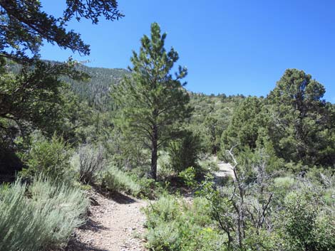 Escarpment Trail