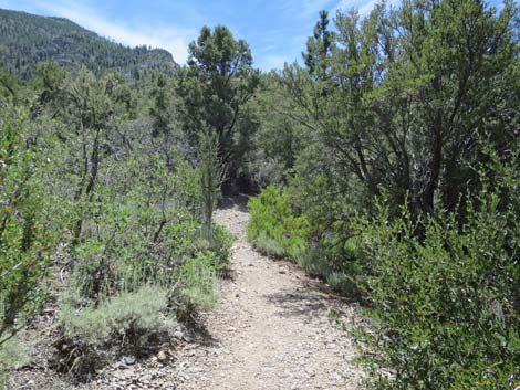 Escarpment Trail