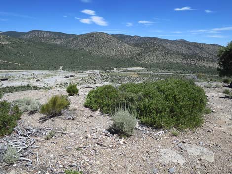 Escarpment Trail