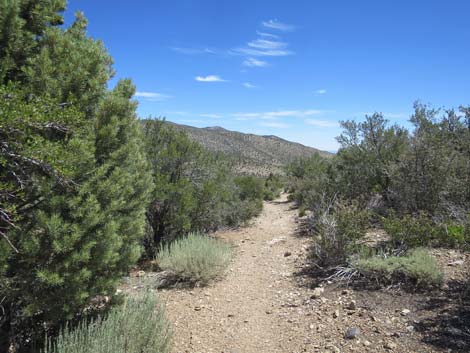 Escarpment Trail