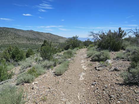 Escarpment Trail