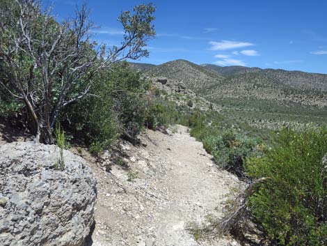 Escarpment Trail