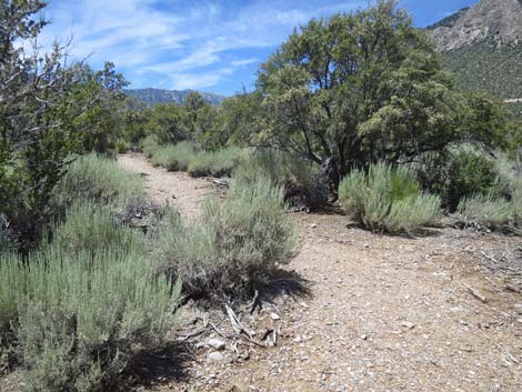 Escarpment Trail