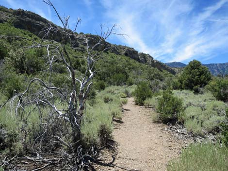 Escarpment Trail