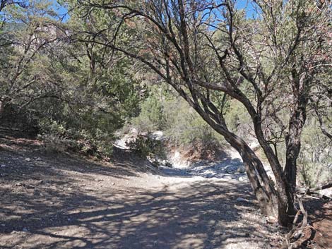 Fletcher Canyon Trail