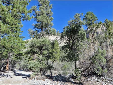 Fletcher Canyon Trail