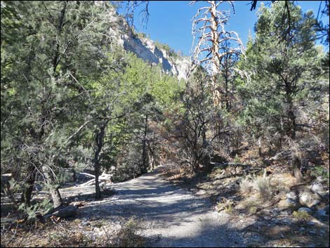 Fletcher Canyon Trail