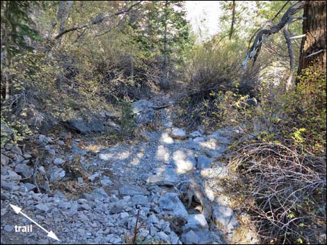 Fletcher Canyon Trail