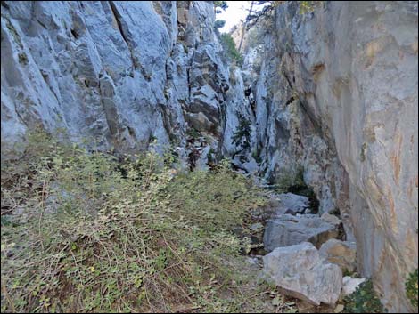 Fletcher Canyon Trail