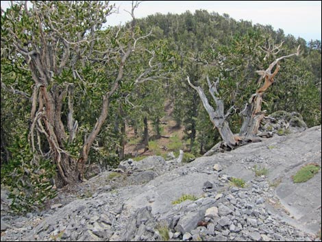 Fletcher Peak Trail