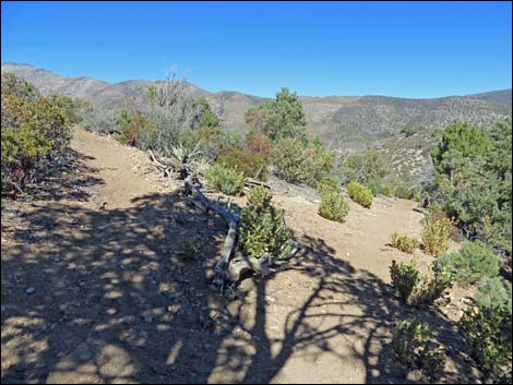 Griffith Shadow South Trail