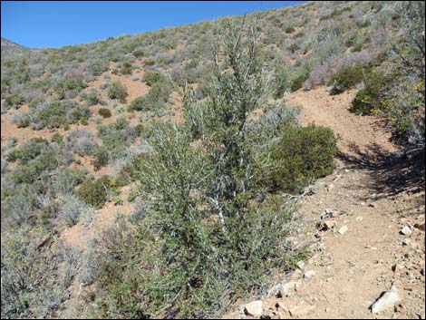 Griffith Shadow South Trail