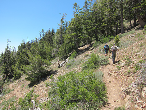 Griffith Peak Trail