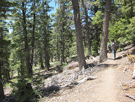 Griffith Peak Trail