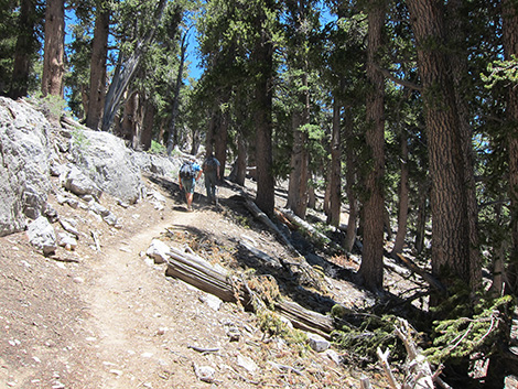 Griffith Peak Trail