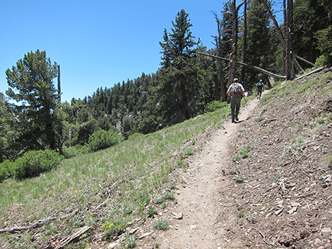 Griffith Peak Trail