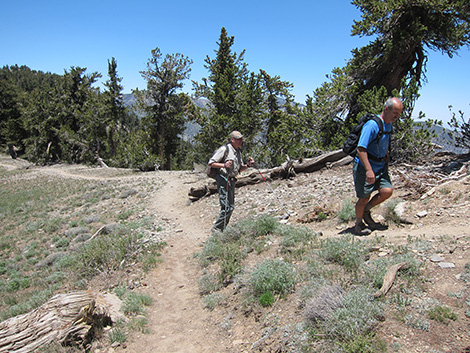 Griffith Peak Trail