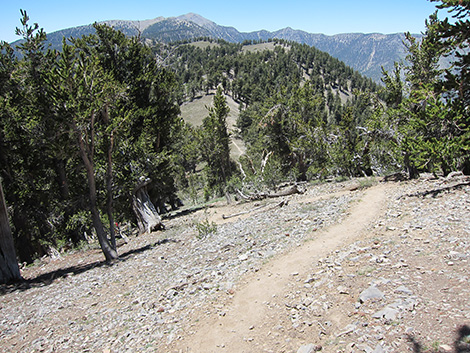 Griffith Peak Trail