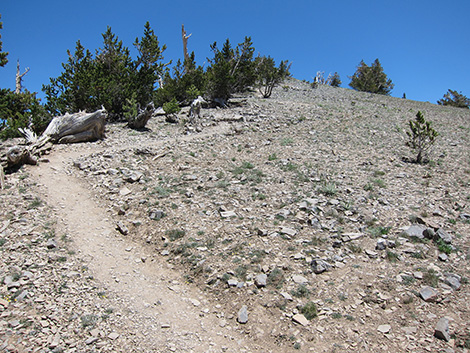 Griffith Peak Trail