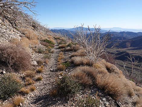 Harris Saddle Trail