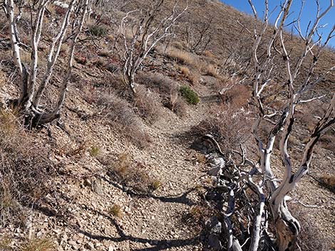 Harris Saddle Trail