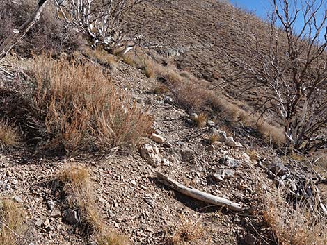 Harris Saddle Trail