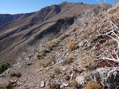 Harris Saddle Trail