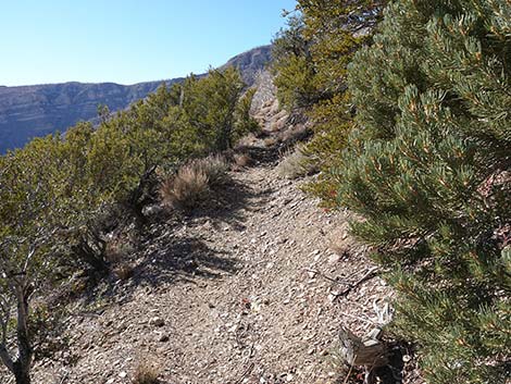 Harris Saddle Trail