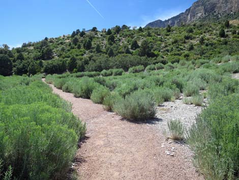 Escarpment Trail