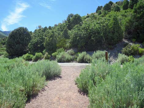 Escarpment Trail