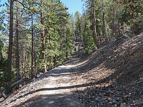 Cathedral Rock Trail