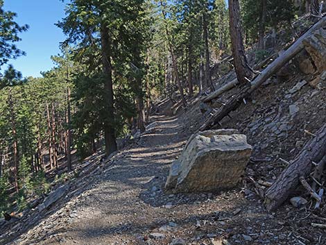 Cathedral Rock Trail