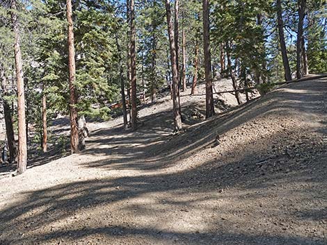 Cathedral Rock Trail