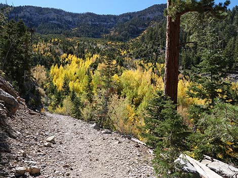 Cathedral Rock Trail